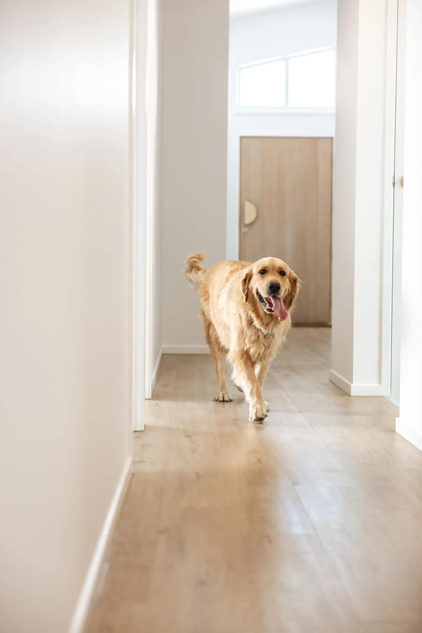 The family dog wandering down a hallway at home